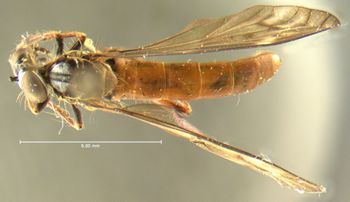 Media type: image;   Entomology 25745 Aspect: habitus dorsal view